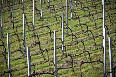 Tre bicchieri 2014 Marche - Gambero Rosso