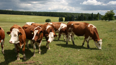 Il Formaggio Gran Moravia e la filiera ecosostenibile