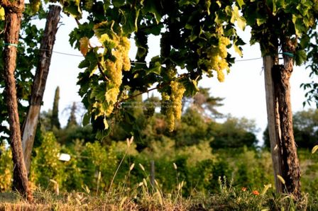 Tre bicchieri 2015 - Gambero Rosso: Friuli Venezia Giulia