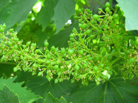 Azienda Occhipinti, Gradoli, Viterbo