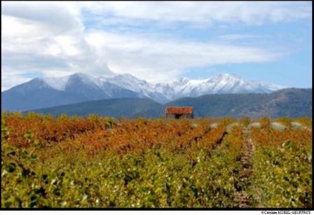 I vini secchi tranquilli e dolci naturali del Roussillon