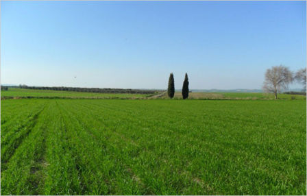 Che ne sai di un campo di grano