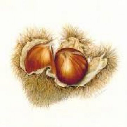 News – Le più belle sagre della Castagna
