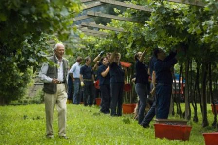 In Vendemmia!