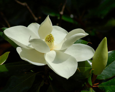 Cotolette di... Fiori di Magnolia