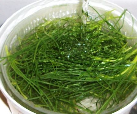 Per far ogni sapore: Agretti -Maestro Martino da Como - Capitolo III