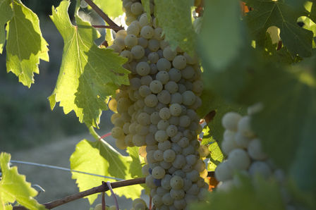 Vini e vitigni autoctoni dell’Umbria, il Grechetto