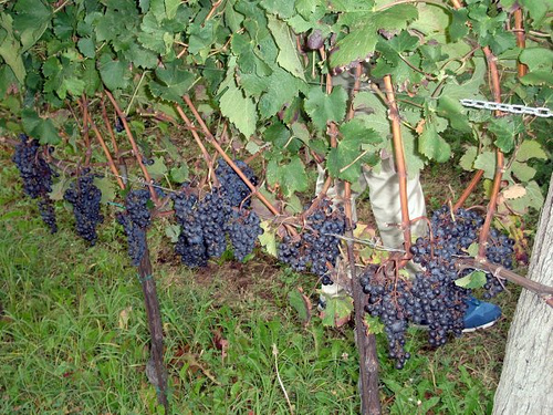 Vitigni Autoctoni del Friuli Venezia Giulia, lo Schioppettino