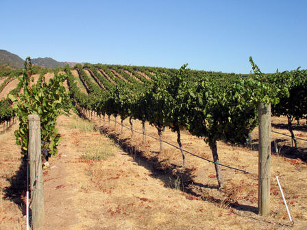 Agricoltura e viticoltura sostenibile nella Napa Valley, sta diventando uno standard