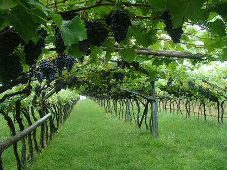 (con i piedi a mollo nel Pinot Grigio) Kettmeir e l’anticamera del Paradiso