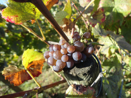 Giornata 5 Ambassadeur du Champagne | Le Mesnil e Laherte Freres (e riassunto delle puntate precendenti)