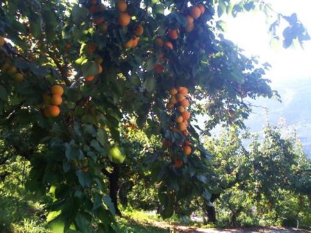 Artusi: composta e gelato di albicocche