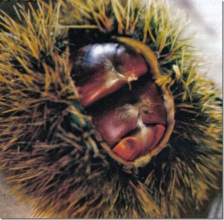 Le 10 migliori ricette con le castagne.