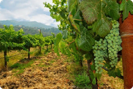 Vini e vitigni d’Italia: Sauvignon Blanc ecco perché piace così tanto.