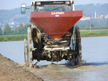 Riso Carnaroli, la semina 2009.