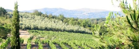 DOC Maremma, meno assurdo di quanto si pensi?