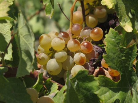 Il Sabato del Villaggio | Prepariamoci all’esondazione che terremoterà l’esodo della vendemmia del miliardennio