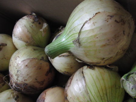 土の香残る　新玉葱