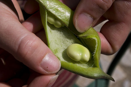 Un contorno per Pasqua? L’insalata di fave