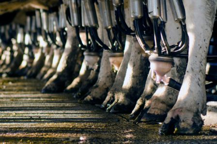 Carne economica: qual è il prezzo da pagare?