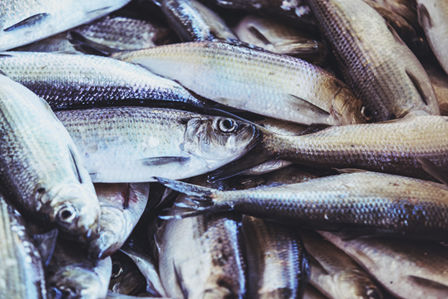 Pesce di stagione per un’abbronzatura invidiabile