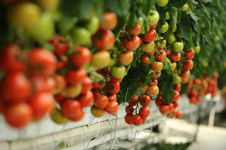 Le nuove frontiere dell’agricoltura: Pellerossa, il pomodoro ecosostenibile di Agribologna