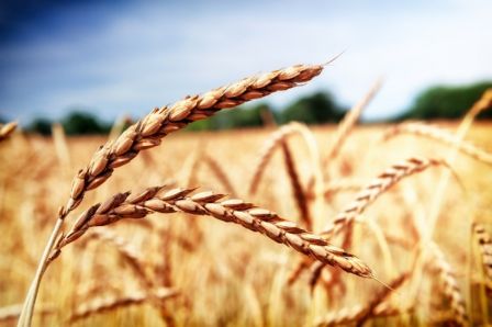 Farro: origini, caratteristiche e varietà