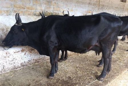 La Vacca Cinisara: una razza siciliana unica e da valorizzare