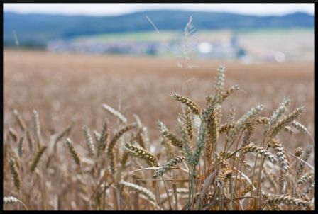 Una birra per l’estate. Di frumento