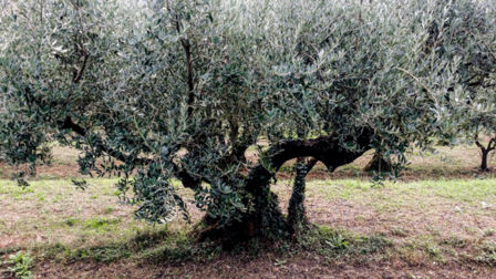 visita ai frantoi Redoro, alla scoperta dell’extravergine del Garda