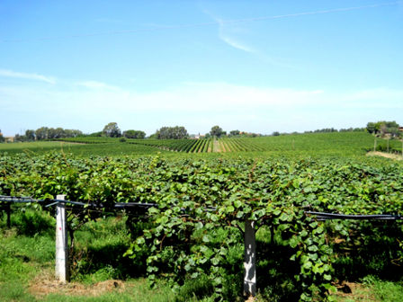 Aziende vinicole laziali: Casale Certosa