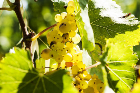 Merumalia, un progetto in grande stile che indica la strada all’enologia Laziale