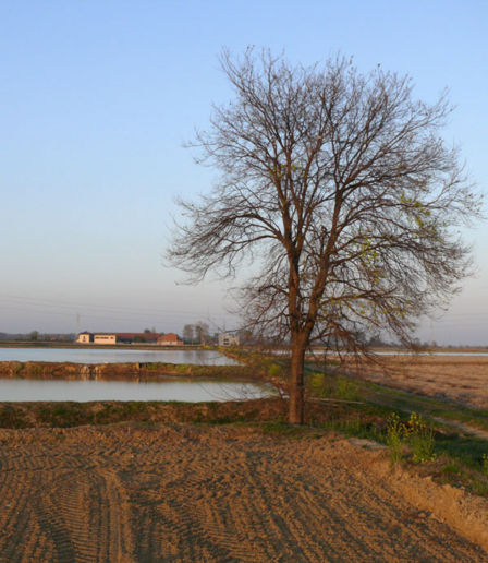 Risaie allagate, cascina Margaria e Olmo Campestre.