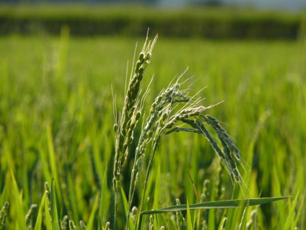 Oryza Sativa L. var. Silvatica Chiappelli, il riso Crodo.