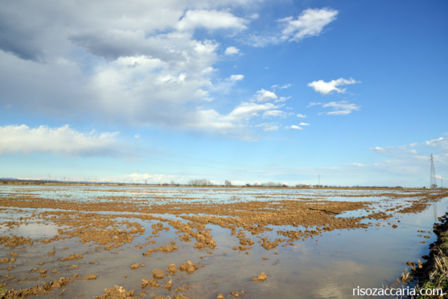 Passeggiata Pasquale tra le risaie.