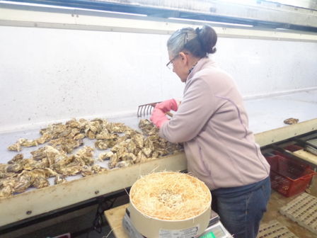 A San Valentino regala … un’ostrica! Questa l’originale proposta de La Piazzetta del Pesce