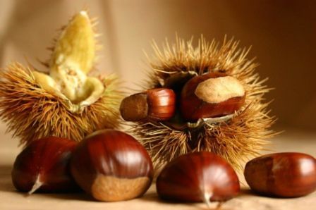 Terra Madre – erbe spontanee, boschi di castagno, polenta, riso e birre povere….