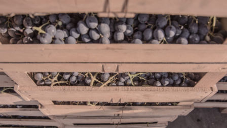 Il progetto “Trasparenza” dell’azienda Farina: come e perché