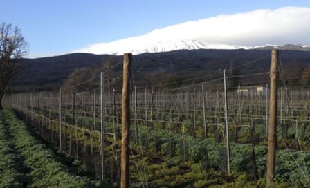 Esplosione di gusto in Quantico, il vino dell’Etna con le radiazioni buone