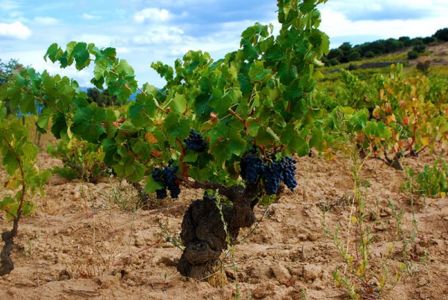 Basilicata e Sardegna. Nuovi vini, grafica 2.0 e nomi impronunciabili