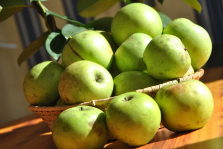 Sagra del #pommatan: un frutto, una storia fatta di persone