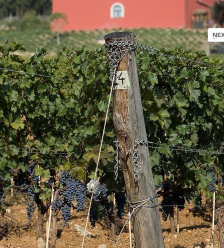 Sensazioni mediterranee e bordolesi dalla costa toscana con Caiarossa a Roma al Teatro Eliseo il 21 Novembre al God Save The Wine