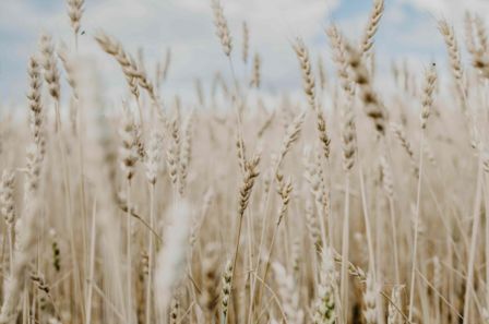 Farina: tipologie, forza e come usarla al meglio in cucina