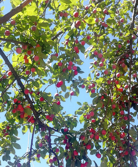 Buone vacanze con le mie prugnette selvatiche sciroppate. La ricetta del lunedì.