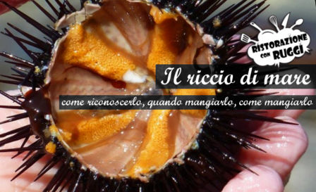 Il riccio di mare - come pescarlo e mangiarlo