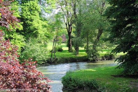 Cartoline dal bosco in primavera