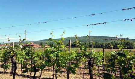 Bressan Mastri Vinai: gli incisori di zolle dell’Isonzo