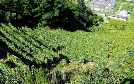 Un gustoso Valtellina Superiore: Il Pettirosso 2015 ArPePe