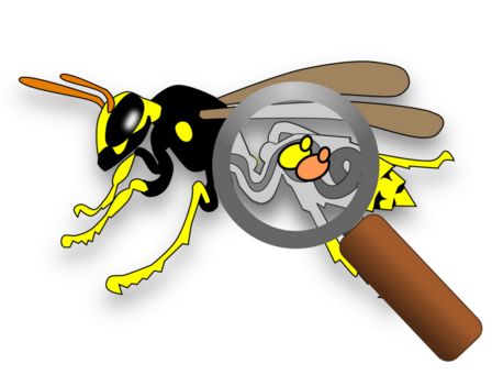 Le vespe sono afrodisiache per i lieviti