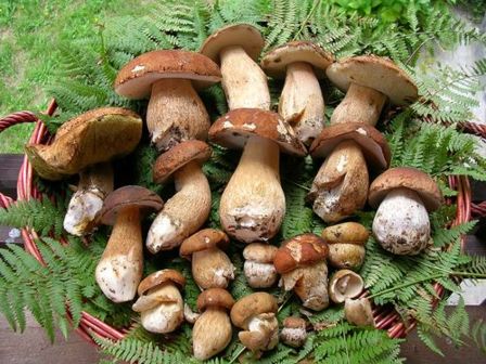 Il bosco nel piatto